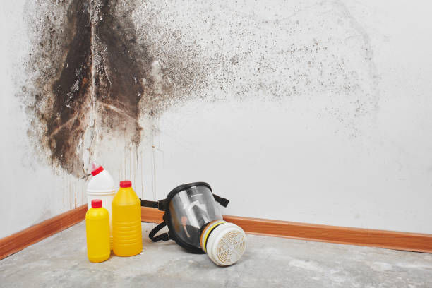 Best Black Mold Removal  in Ball, LA