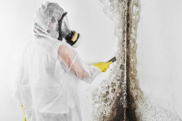 Best Attic Mold Removal  in Ball, LA