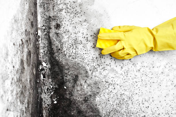 Best Mold Removal Company Near Me  in Ball, LA