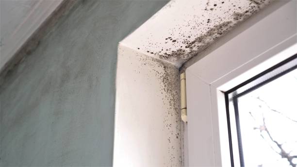 Mold Testing and Removal in Ball, LA