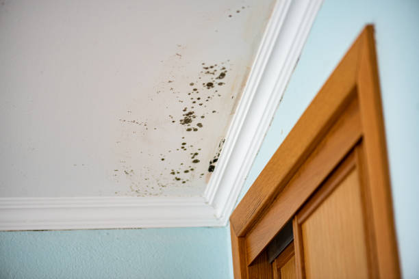 Best Affordable Mold Removal  in Ball, LA