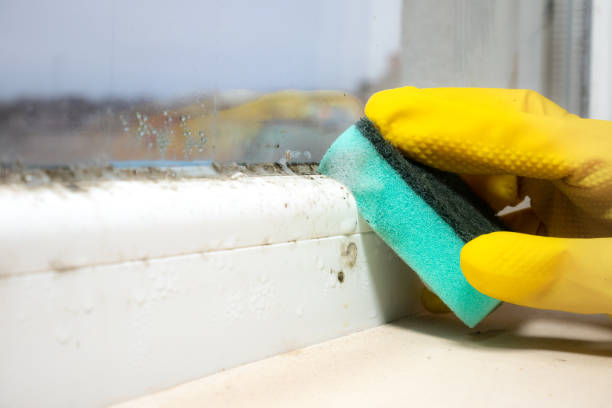 Best Professional Mold Removal  in Ball, LA