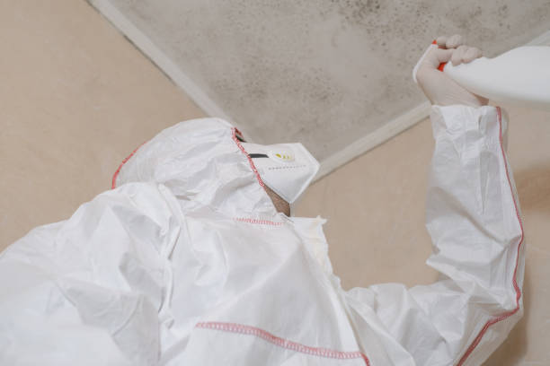 Best Fast Mold Removal  in Ball, LA