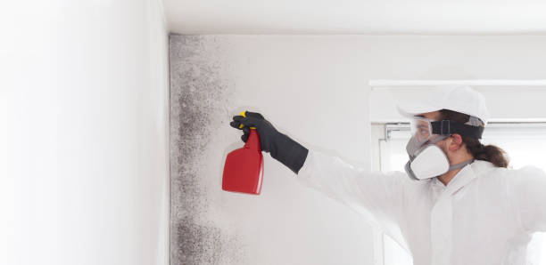 Best Attic Mold Removal  in Ball, LA