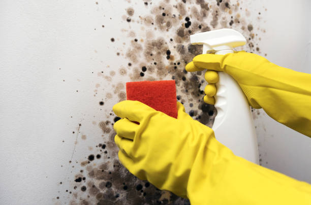 Mold Removal Process in Ball, LA
