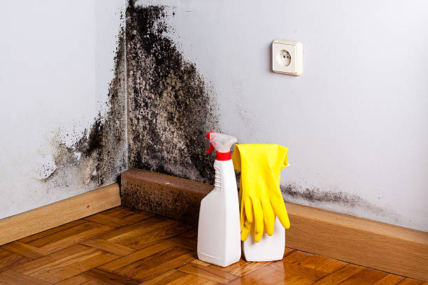 Best Home Mold Removal  in Ball, LA