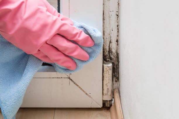  Ball, LA Mold Removal Pros