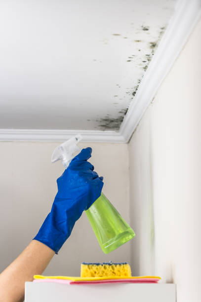 Trusted Ball, LA Mold Removal Experts