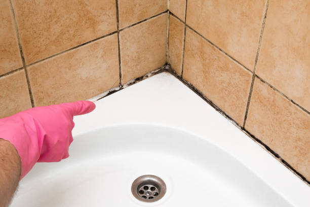 Best Same-Day Mold Removal  in Ball, LA