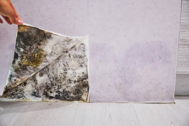 Best Mold Testing and Removal  in Ball, LA